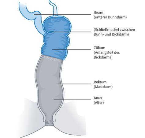 Lesben beim anal fisting