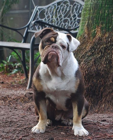 Less - The Olde English Bulldogge is a muscular, medium-sized dog of great strength, and possesser of fluid, agile movement