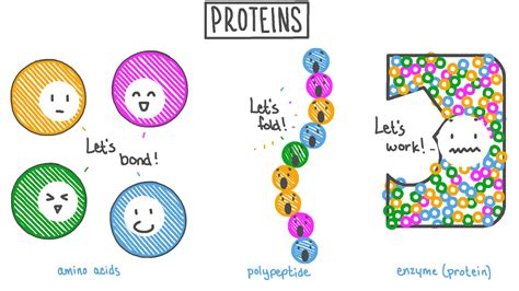 Lesson Explainer: Proteins Nagwa