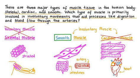 Lesson Explainer: Structure of Muscles Nagwa