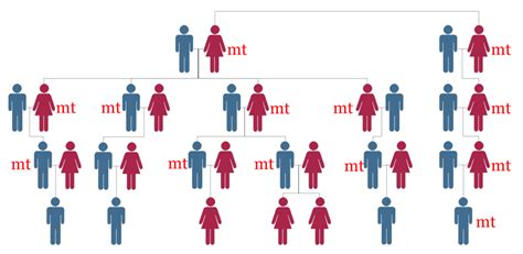 Lesson Two The Inheritance Pattern of mtDNA