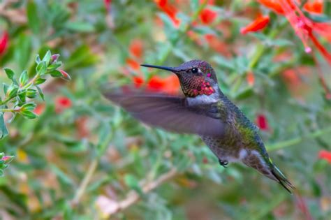 Lessons from hummingbirds: Instilling wonder and curiosity in nature