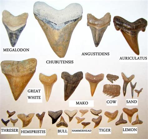 Let s go fossil shark tooth hunting a guide for. - Die ars minor des aelius donatus.