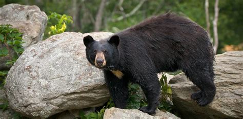 Let the Oakland Zoo’s black bears show you why to secure a campsite