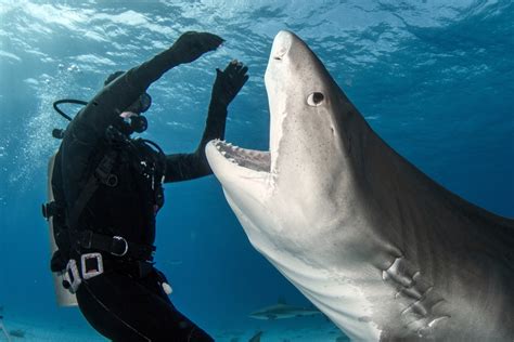 Let this shark let go of my leg: Against the Odds 58-Year-Old …