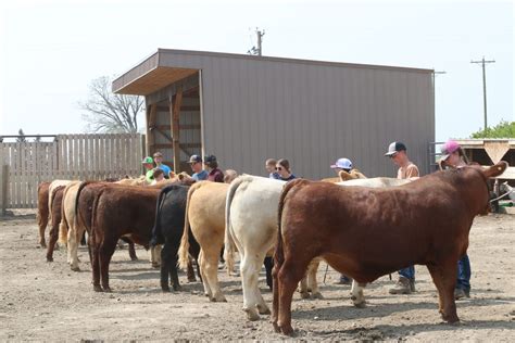 Lethbridge Northern 4-H Beef Club make charity donations