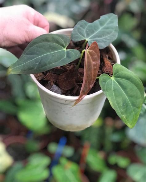 💦 Leticia Anthurium Leaks PORN