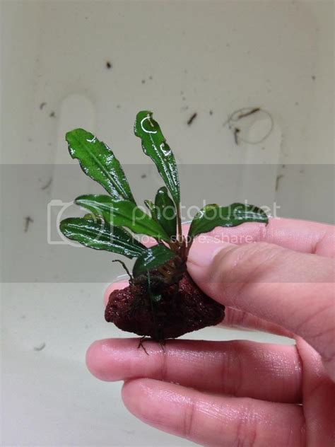 Lets Talk Bucephalandra The Planted Tank Forum