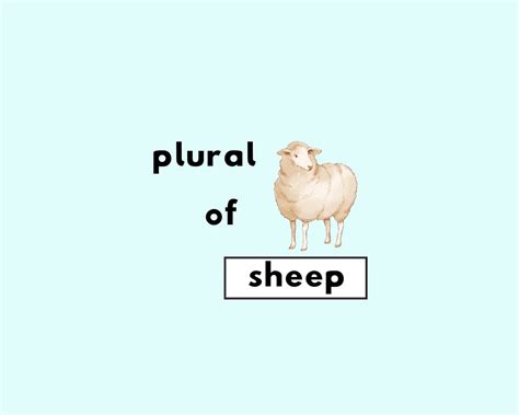 Letter Homophone Sheep: A Comprehensive Guide to Navigating Common Spelling Pitfalls