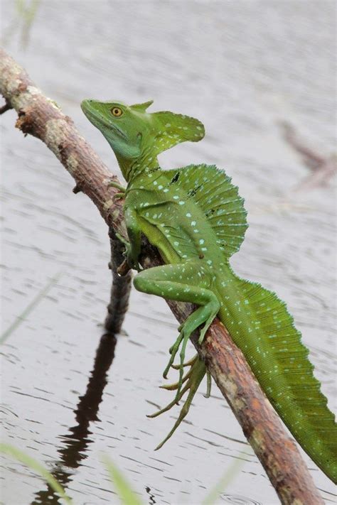 Letting baby razor teeth waterlay lizards walk on your arms