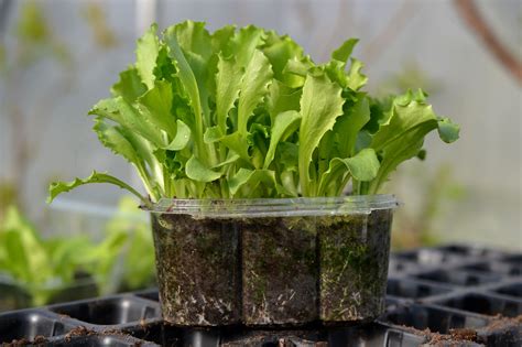Lettuce from seedlings. Use a pencil to make a trench and generously sprinkle the seeds in. Lettuce seeds require light to germinate, so don’t bury them, just press them into the surface. After sprouting, thin the seedlings to 6 inches apart. As mentioned above, start this process 6-8 weeks before your fall frost. 