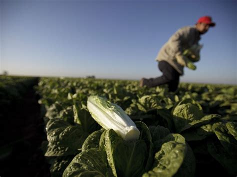 Lettuce prices likely to rise again amid California flooding, experts say