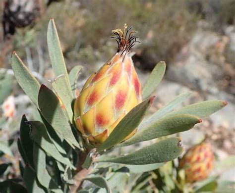 Leucadendron rubrum - Wikipedia