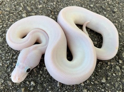 Bel ball python complex Co-dominant BEL is short for blue eyed leucistic (A white snake with blue eyes). All BEL complex genes: Bamboo Butter/Lesser (platinum) Mojave Russo Het Leucistic Phantom Mystic Mocha Special Daddy Gene. 