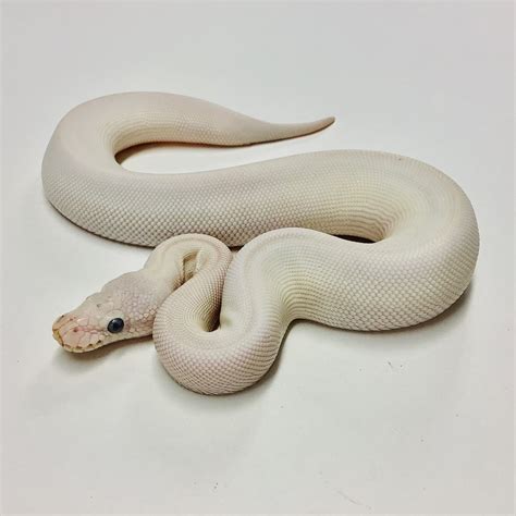 Oct 11, 2018 · The Blue Eyed Leucistic ball python is an incredible looking snake. Often called a BEL python, this snake is completely pale/white. It has crisp blue eyes and a very unique combination of genes from …. Leucistic ball python