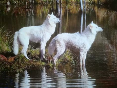 Leucistic wolf. Things To Know About Leucistic wolf. 