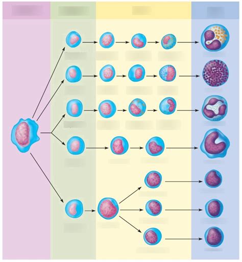 Leukopoiesis Diagram Quizlet