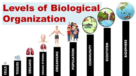 Levels of biological organization from smallest to biggest