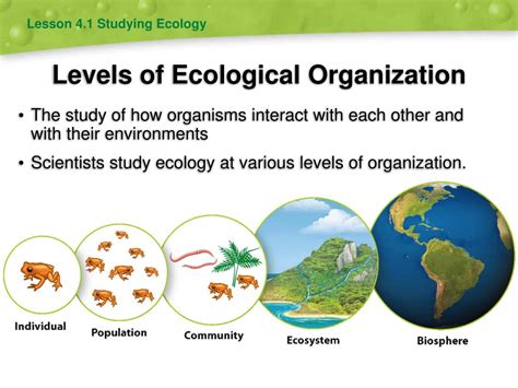 Levels of ecological organization answer key. St Other Ecology Resources Int...