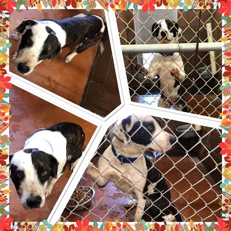 Lewis-Upshur Animal Control Facility 318 Mud Lick Rd Buckhannon, WV 26201 Get directions view our pets jlcochran@upshurcounty.org 304-472-3865 Finding pets for you… Finding pets for you… Submit Your Happy Tail Tell us the story of how you met your furry best friend and help other pet lovers discover the joys of pet adoption! Tell Us Your Story. 