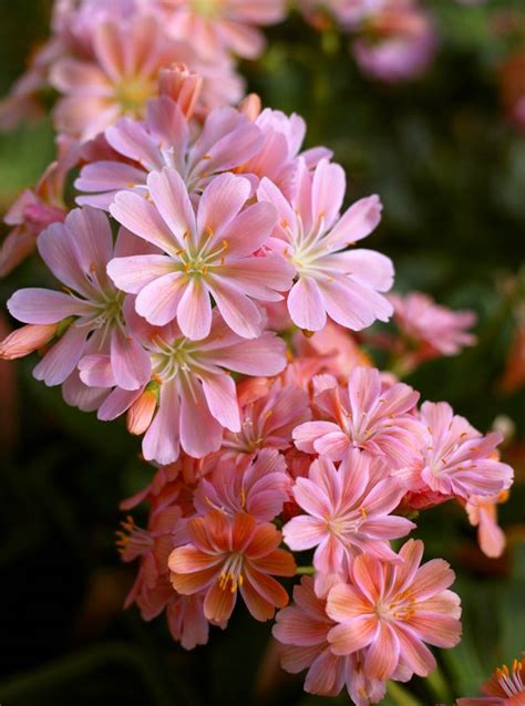 Lewisia: Alpines Gems of North America - Dave