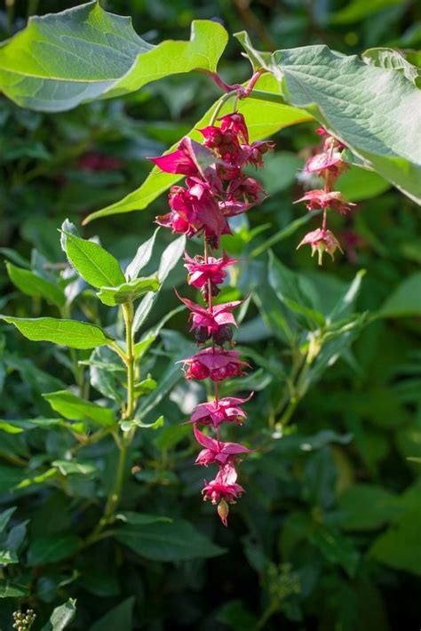 Leycesteria formosa Himalayan honeysuckle/RHS …