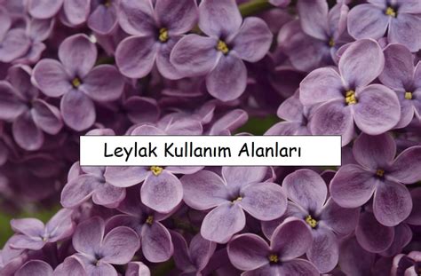 Leylak Vikipedi.