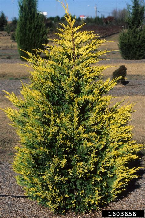 Leyland Cypress x Cupressocyparis leylandii - Arbor Day …