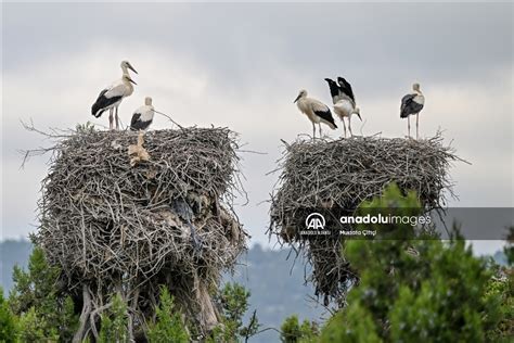Leylekler Halı ve Koltuk Yıkama