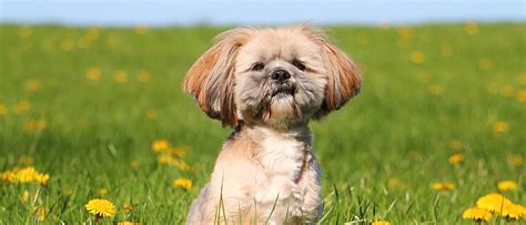 Lhasa Apso: Dog Breed Temperament, Personality, & FAQ …