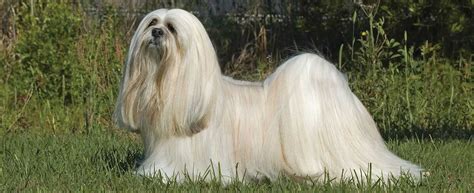 Lhasa Apso Dog Breed Info Petfinder