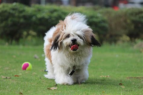 Lhasa apso care guide lhasa apso dog puppy care facts information lhasa apso puppies lhasa apso dog price. - Solution manual mechanics of materials ej hearn.