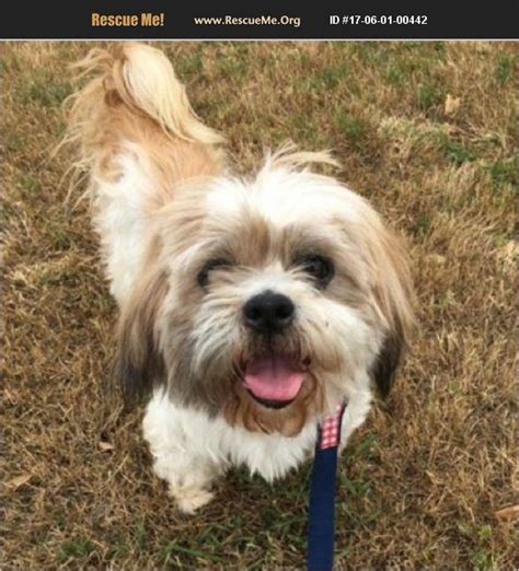 Lhasa apso rescue texas. About Orson. Lhasa Apso mix. Age: Young Adult. Sex: Male. Orson is a happy go-lucky, sweetheart of a pup. He came to us a stray and we think he is around 2 years old. He seems to be a hypoallergenic mix of sorts- possibly Lhasa Apso x mini poodle x terrier. His dark grey spots are very unique! 