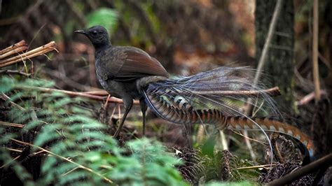 Liar bird. Apr 29, 2015 · 290K subscribers. Subscribed. 79K. Share. 4M views 8 years ago. Lyrebirds are nature's masters of mimicry and are capable of imitating almost anything, even chainsaws and building sites. How they... 