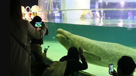 Liberen a Bella: la lucha por liberar a una beluga del acuario de un mega centro comercial de Corea del Sur