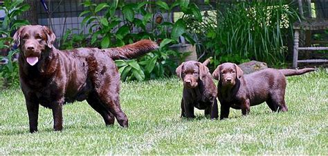 Liberty Creek Kennel - Puppies, Labs, Breeder