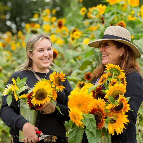 Liberty Ridge Farm to host Sunflower Festival