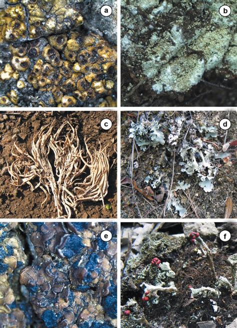 Lichens SpringerLink