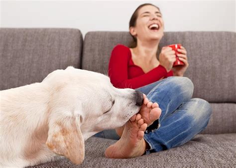 Other signs of anxiety in dogs include pacing, panting, drooling, whining, and a tucked tail. . Lickfeet