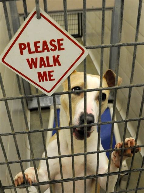Licking county animal shelter. Things To Know About Licking county animal shelter. 