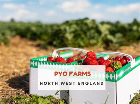 Lidgate Farm : Pick Your Own Farm (PYO) in Cambridgeshire