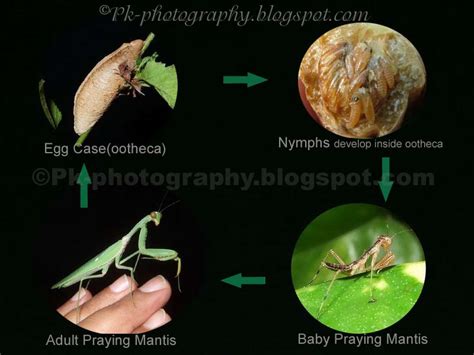 Life Cycle - Praying Mantis