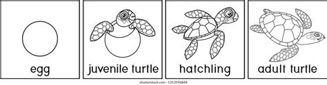Life Cycle Of A Turtle Coloring Page Free Printable Coloring Pages