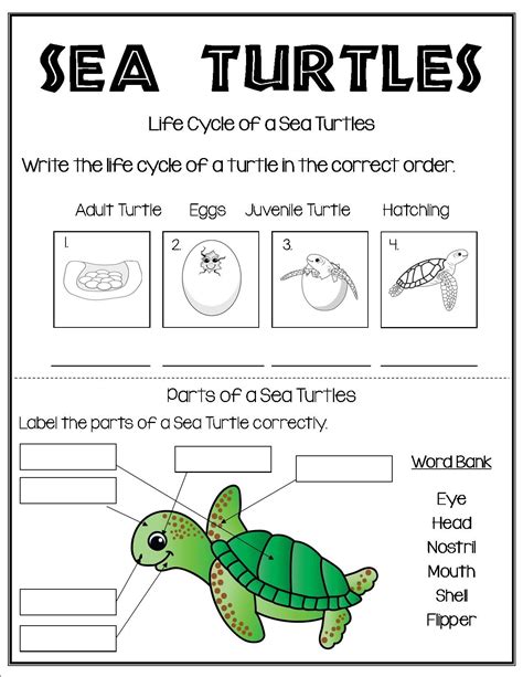 Life Cycle Of A Turtle Worksheets