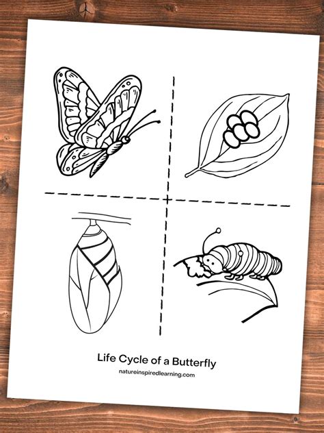 Painting Coloring Book