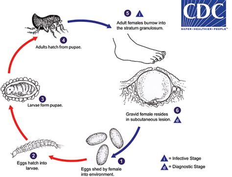 Life Cycle and Transmission of Tungiasis: A Parasitic Infection