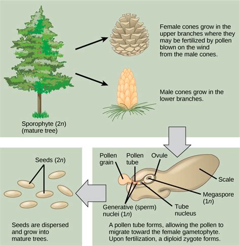 Life Cycle of Ginkgo Gymnosperms Botany