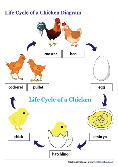 Life Cycle of a Chicken Flashcards - Tutoringhour.com