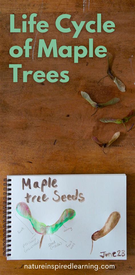 Life Cycle of a Maple Tree Activities for Kids