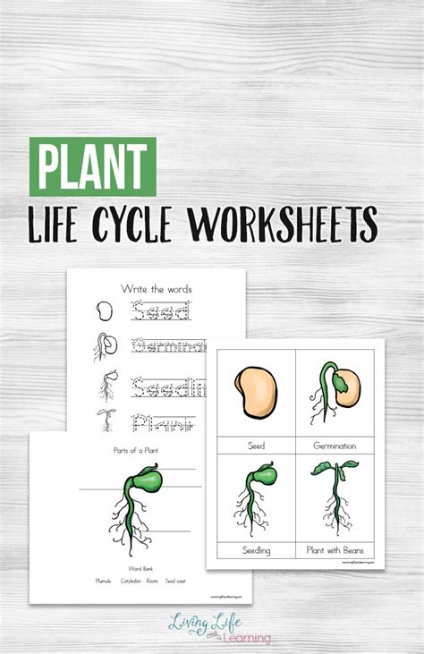 Life Cycle of a Plant Worksheet Plant Sequencing Activity - Twinkl